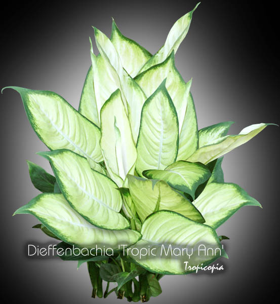 Dieffenbachia - Dieffenbachia 'Tropic Mary Ann' - Dumcane
